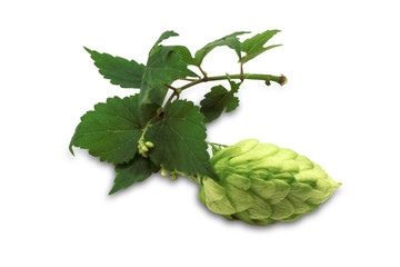 Ripe hop cone (Humulus lupulus)