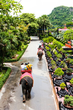 Elephant on park in Thailand