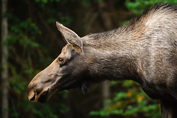 Wild Moose