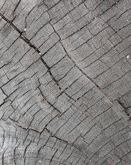 Fototapeta premium Popękane tło drewna, stary pień drzewa pokazuje pęknięcia