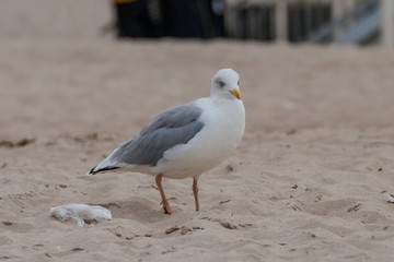 Mewa śmieszka Black-headed Gull Chroicocephalus ridibundus. Winter plumage.