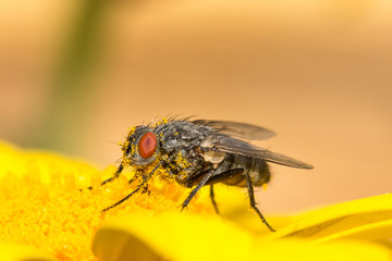 fly covered in pollen