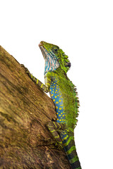 Green Iguana on wooden isolated on white.
