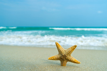 Fototapeta na wymiar Starfish on perfect beach
