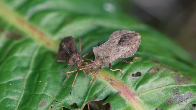 Dock bugs (Coreus marginatus) feeding on leaf. Adult and late-instar nymph of reddish-brown squashbugs in the family Coreidae, competing for prime spot to suck sap with piercing mouthparts