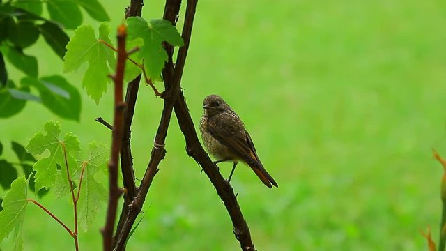 Common nightingales on the grape tree and green background