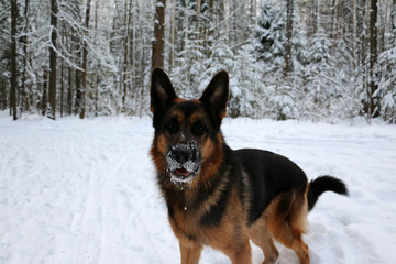 Fototapeta na wymiar German shepherd dog on snow in winter day