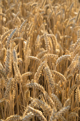 wheat field detail