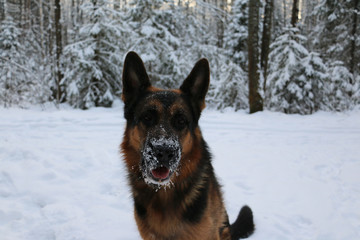 German shepherd dog on snow in winter day