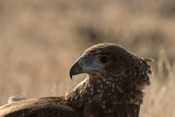 Juvenal Bateleur close-up