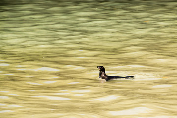  ガラパゴスペンギンの泳ぐ姿