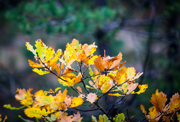 abstract autumn brunch