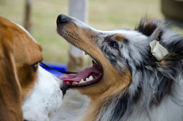 This is a Shetland Sheepdog