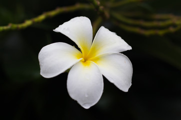 Fototapeta na wymiar The famous plumeria flowers on tree in Thailand