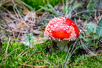 nice fly agaric mushroom among green moss