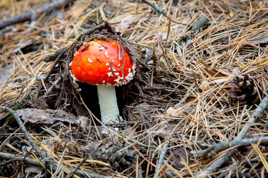 small fly agaric mushroom in forest