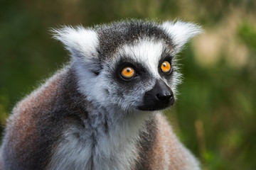 Obraz premium Portrait of young lemur katta (Lemur catta), The Netherlands