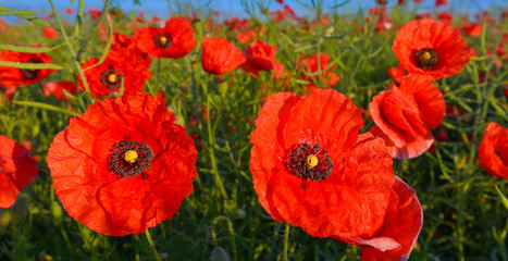 Obraz premium Poppies