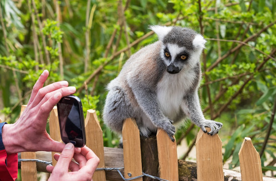 A zoo visitor photographs katta lemur on a smartphone, Netherlan