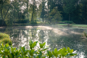 Early morning nature scene of pond and trees in park