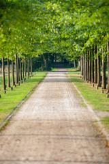 Lane with green trees along the footpath in park at sunny day,
