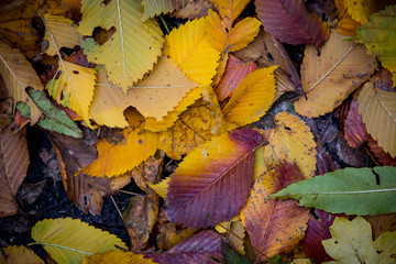 autumn dry leafage