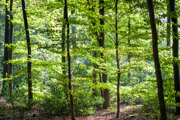 Fototapeta na wymiar Beautiful sunny day in the woods with light falling on the branc