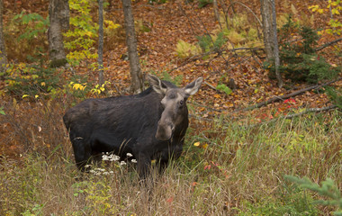 A cow moose grazing in an autumn meadow in Algonquin Park, Canada