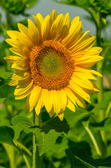 Sanflower at the field