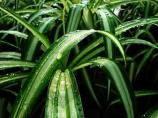 .Flowers green texture. Green leaves.
