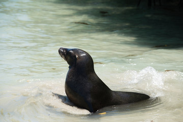 ガラパゴスアザラシ