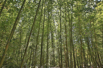 Fototapeta na wymiar High Bamboo forest,beautiful scenery of bamboo