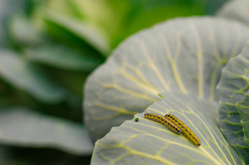 shaggy caterpillars of the cabbage butterfly on cabbage leaf.