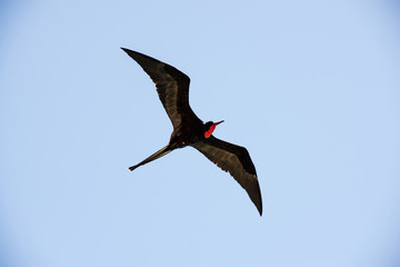 飛翔するグンカンドリ