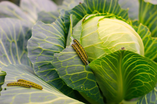 shaggy caterpillars of the cabbage butterfly on cabbage leaf.