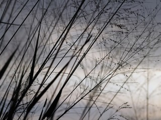 Shadow of grass flower with sunset background