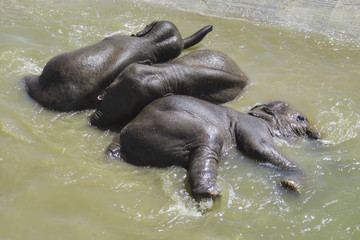 Trois éléphant jouant dans l'eau d'un bassin.