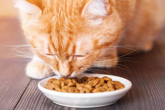 Red Cat Eating Dry Food From A Plate