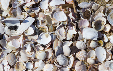 Natural shells and sand background