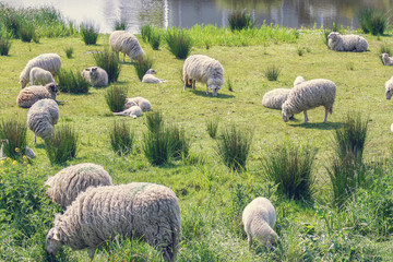 Fototapeta premium Flock of sheep
