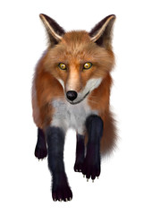 3D Rendering Red Fox on White