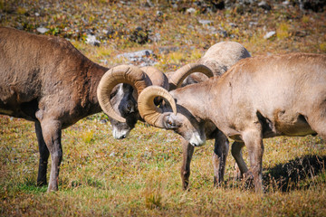 Naklejka na ściany i meble Rocky Mountain Bighorn Sheep (Ovis canadensis)