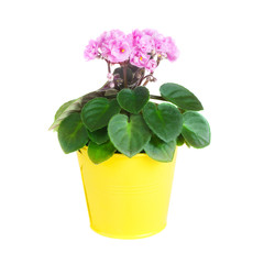 Pink Saintpaulia in a yellow flowerpot isolated on white background