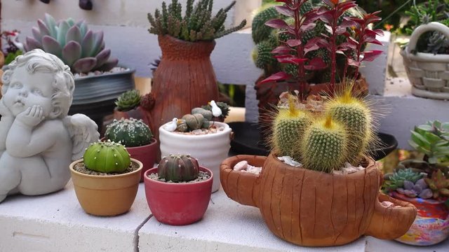A variety of cactus in the nursery, Thailand 