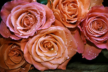 Roses with drops of water in vintage style 