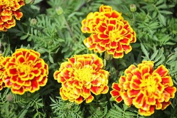 french marigolds flower