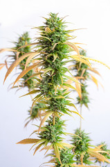 cannabis