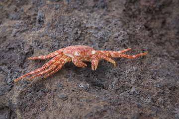 mr crab