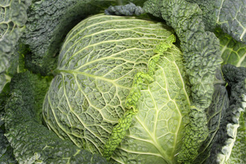 Kale or leaf cabbage 