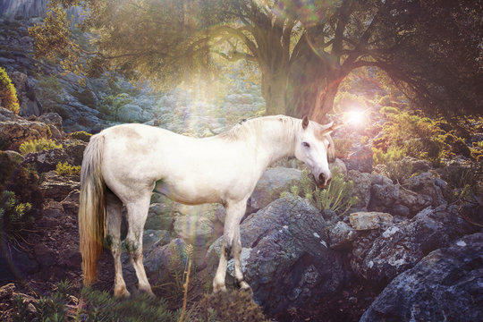 Fototapeta Unicorn realistic photography.